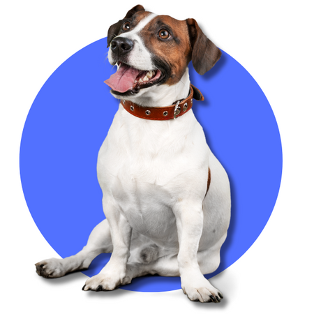 pets - Falacomigo.com