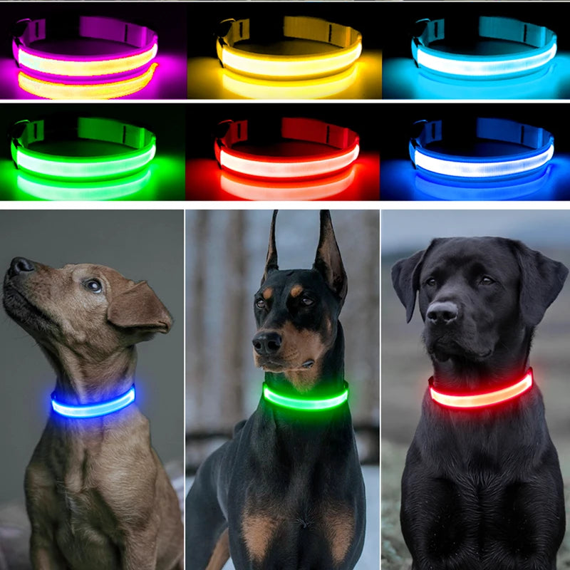 Coleira luminosa recarregável USB