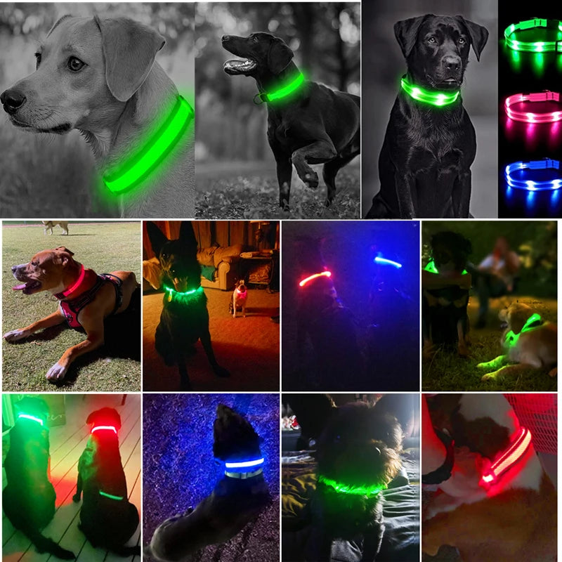 Coleira luminosa recarregável USB